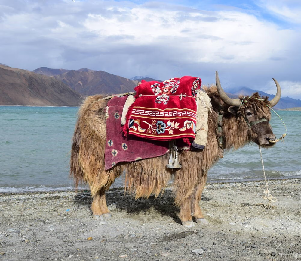 Yak Safari in Nubra Valley
